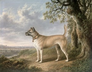 Een Terrier op een pad in een bosrijk landschap
